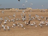 3 maart, Mauritanië - Iwik - Dunbekmeeuw (Slender-billed Gull)
