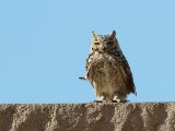 4 maart, Mauritanië - Woestijnoehoe (Pharaoh Eagle-Owl)