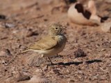 5 maart, Mauritanië - Rosse Woestijnleeuwerik (Bar-tailed Lark)