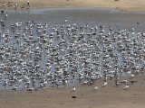 5 maart, Mauritanië - Reuzenstern (Caspian Tern)
