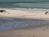4 maart, Mauritanië - Reuzenstern (Caspian Tern)