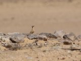 7 maart, Westelijke Sahara - Renvogel (Cream-colored Courser)