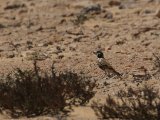 7 maart, Westelijke Sahara - Diksnavelleeuwerik (Thick-billed Lark)