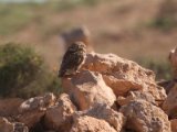 10 maart, Marokko - Steenuil (Little Owl)
