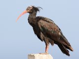 10 maart, Marokko - Heremietibis (Northern Bald Ibis)