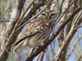 10 maart, Marokko - Steenuil (Little Owl)