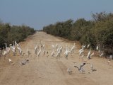 28 februari, Mauritanië - Reigers op de weg door Diawling N.P.