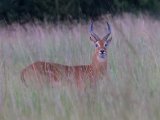 Kob -  Kobus kob  (Kobwaterbok)