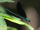 Western Bluewing -  Sapho ciliata