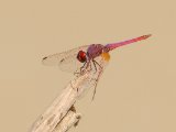 Violet Dropwing -  Trithemis annulata  (Purperlibel)