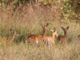 Kob -  Kobus kob  (Kobwaterbok)