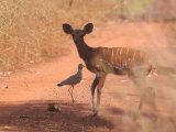 Bushbuck -  Tragelaphus scriptus  (Bosbok)