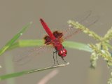 Red Basker -  Urothemis assignata