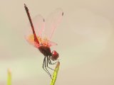 Red-veined Dropwing -  Trithemis arteriosa  (Rode zonnewijzer)