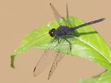 Black Dropwing -  Trithemis grouti