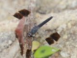 Southern Banded Groundling -  Brachythemis leucosticta  (Zuidelijke bandgrondlibel)