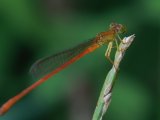 Common Orange -  Ceriagrion glabrum