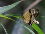 Mocker Swallowtail -  Papilio dardanus