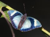 Euphaedra ceres