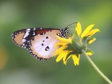 Plain Tiger -  Danaus chrysippus  (Kleine monarchvlinder)