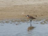 Kittlitz's Plover (Herdersplevier)