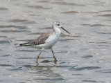 Marsh Sandpiper (Poelruiter)