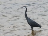 Western Reef Heron (Westelijke rifreiger)