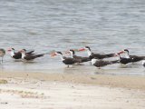 African Skimmer (Afrikaanse schaarbek)