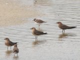 Collared Pratincole (vorkstaartplevier)