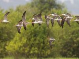 African Skimmer (Afrikaanse schaarbek)