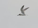 Little Tern (Dwergstern)