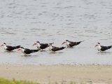 African Skimmer (Afrikaanse schaarbek)