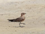 Collared Pratincole (vorkstaartplevier)