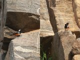 White-crowned Cliff Chat (Witnekkliftapuit)