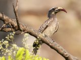 African Grey Hornbill (Grijze tok)