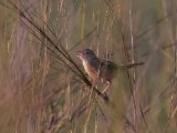 Croaking Cisticola (Natalgraszanger)