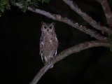 Grayish Eagle-Owl (Grijze oehoe)