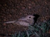 Plain Nightjar (Marmernachtzwaluw)