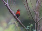 Western Bluebill (Roodborstblauwsnavel)