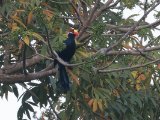 Violet Turaco (Violette toerako)