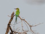 Swallow-tailed Bee-eater (Zwaluwstaartbijeneter)