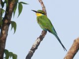 Swallow-tailed Bee-eater (Zwaluwstaartbijeneter)