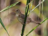 Croaking Cisticola (Natalgraszanger)