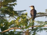 Great Spotted Cuckoo (Kuifkoekoek)