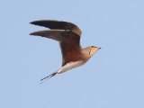 Collared Pratincole (vorkstaartplevier)