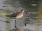 Wood Sandpiper (Bosruiter)