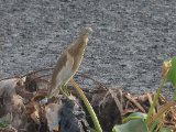 Squacco Heron (Ralreiger)