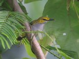 Yellow-browed Camaroptera (Geelbrauwcamaroptera)