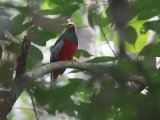 Narina Trogon (Narinatrogon)