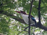 Chocolate-backed Kingfisher (Witkeelijsvogel)